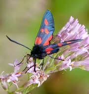 Image of Zygaena lonicerae Scheven 1777