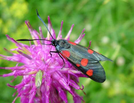 Image of Zygaena lonicerae Scheven 1777