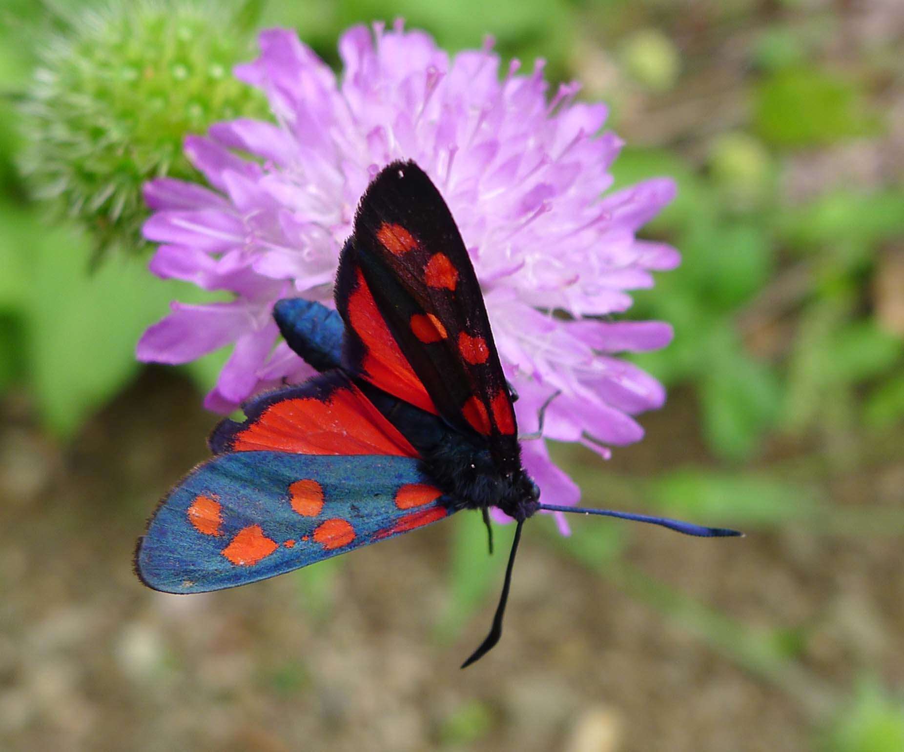 Image of Zygaena transalpina Esper 1781