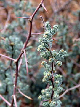 Image of Asparagus capensis var. capensis