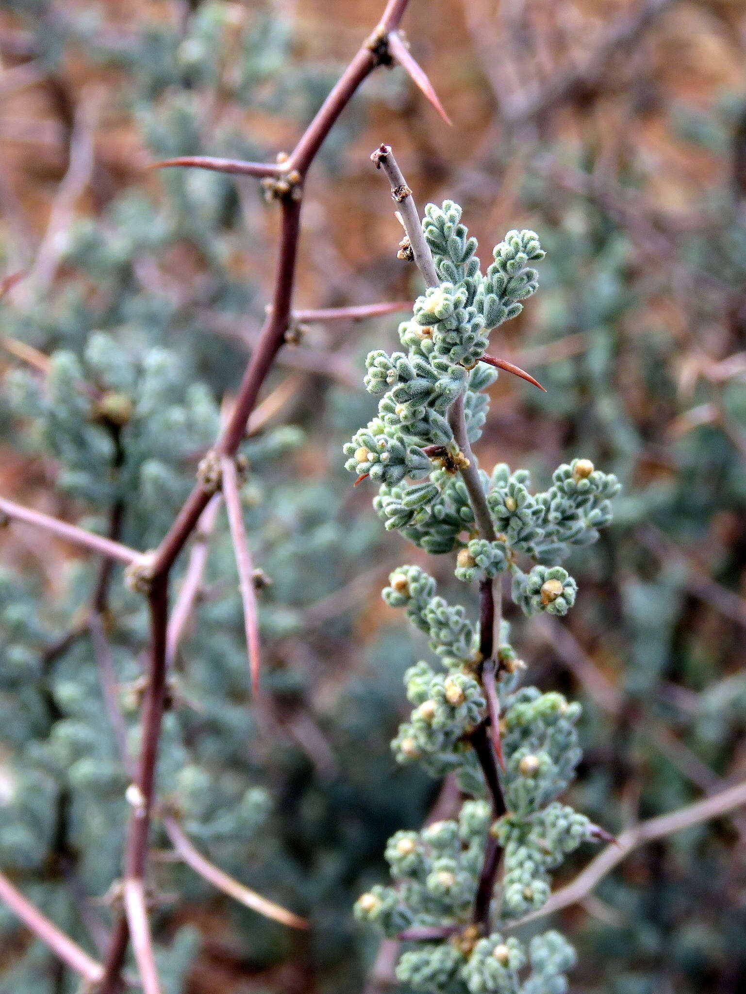 Image of Asparagus capensis var. capensis