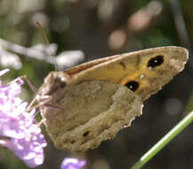 Image of Satyrus ferula