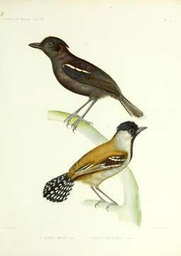 Image of Silvery-cheeked Antshrike