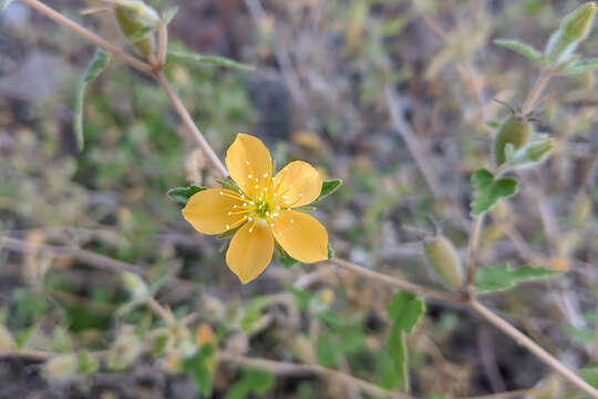 Image of Mentzelia adhaerens Benth.