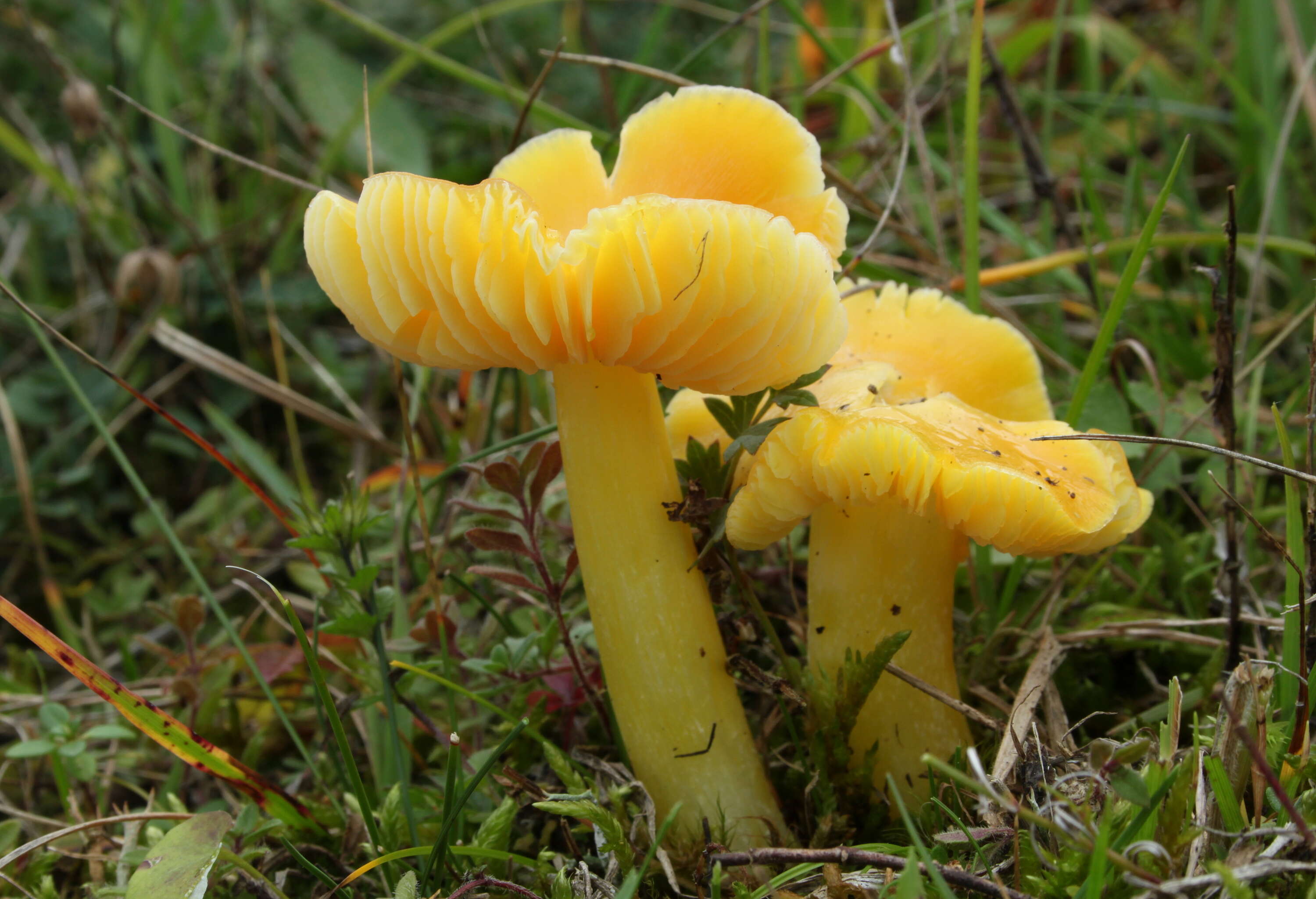 Hygrocybe chlorophana (Fr.) Wünsche 1877 resmi