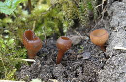 Image of Dumontinia tuberosa (Bull.) L. M. Kohn 1979