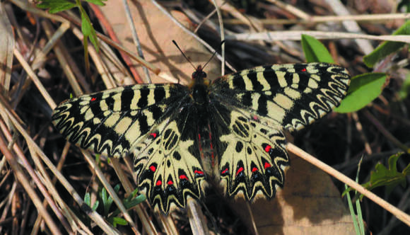 Image of Zerynthia polyxena