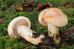 Image of Hygrophorus pudorinus (Fr.) Fr. 1836