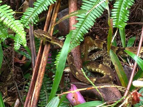 Imagem de Bothrops jararaca (Wied-Neuwied 1824)