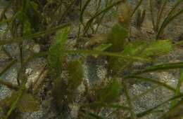 Image of Caulerpa sertularioides