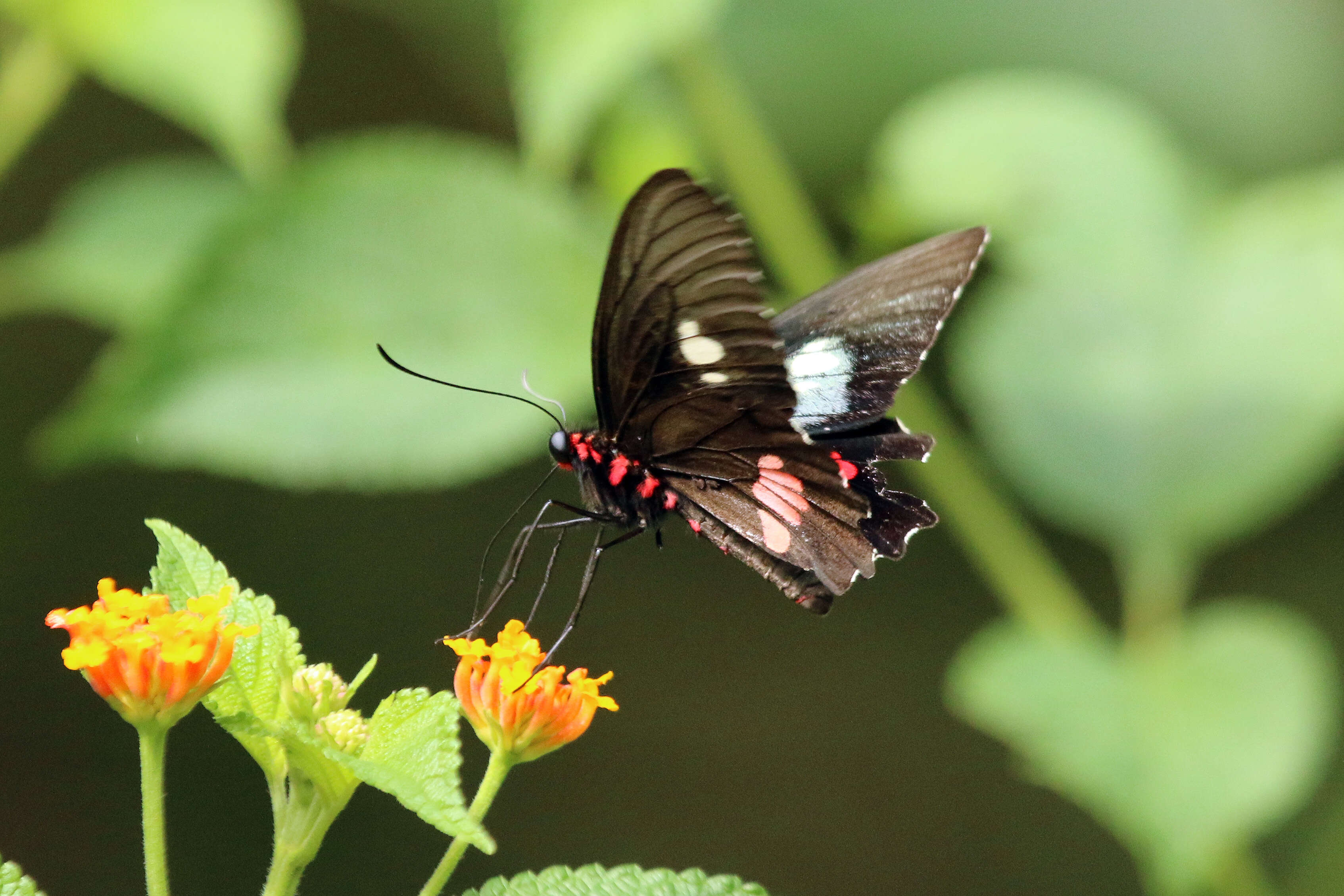 Слика од Parides neophilus (Geyer 1837)