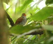 Image of Orange-billed Nightingale-Thrush