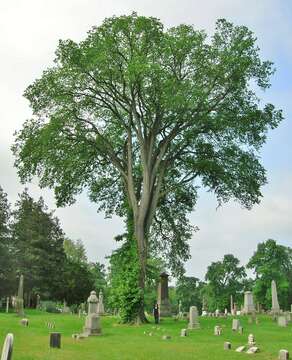 Image of American elm