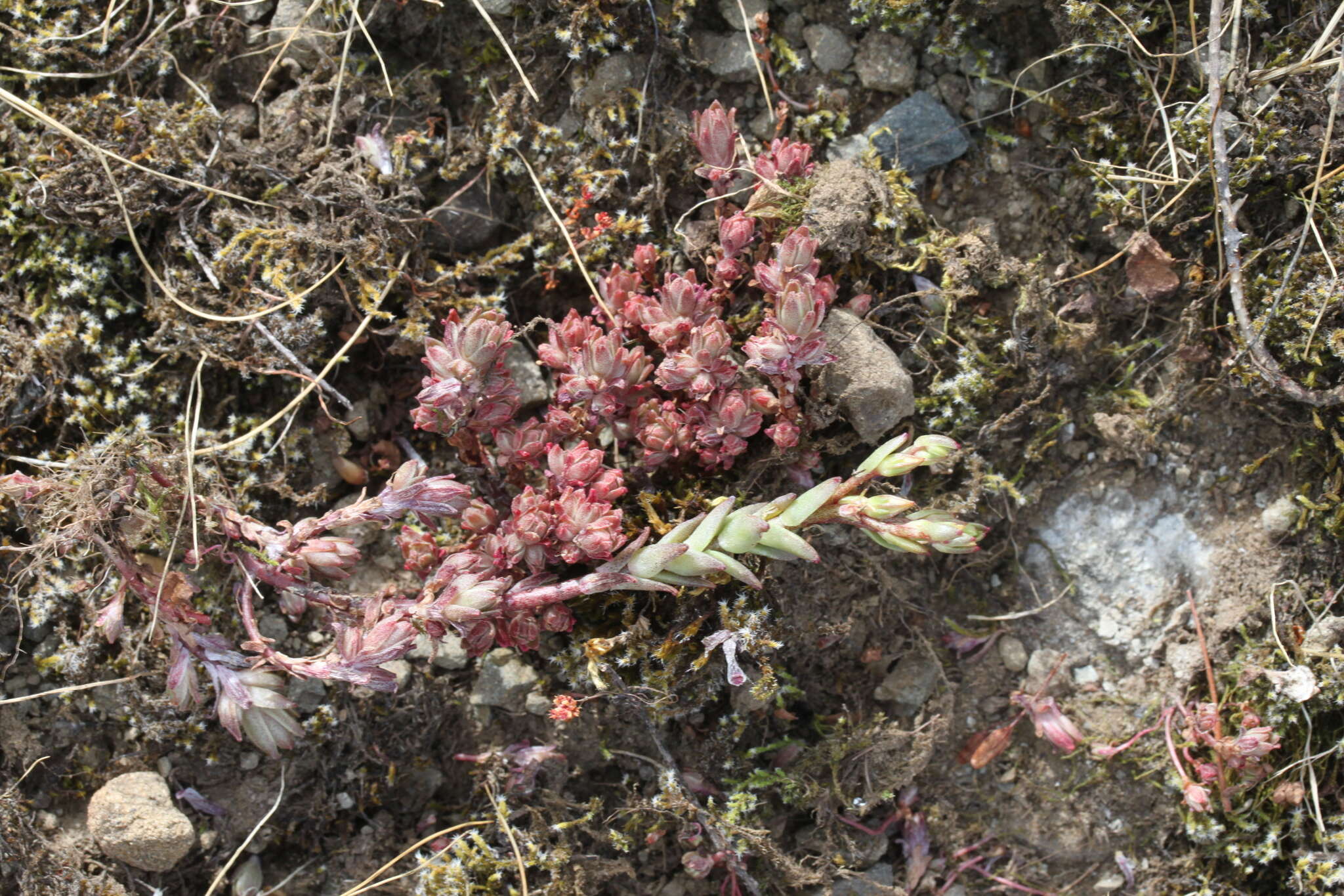 Image of Coast Range stonecrop