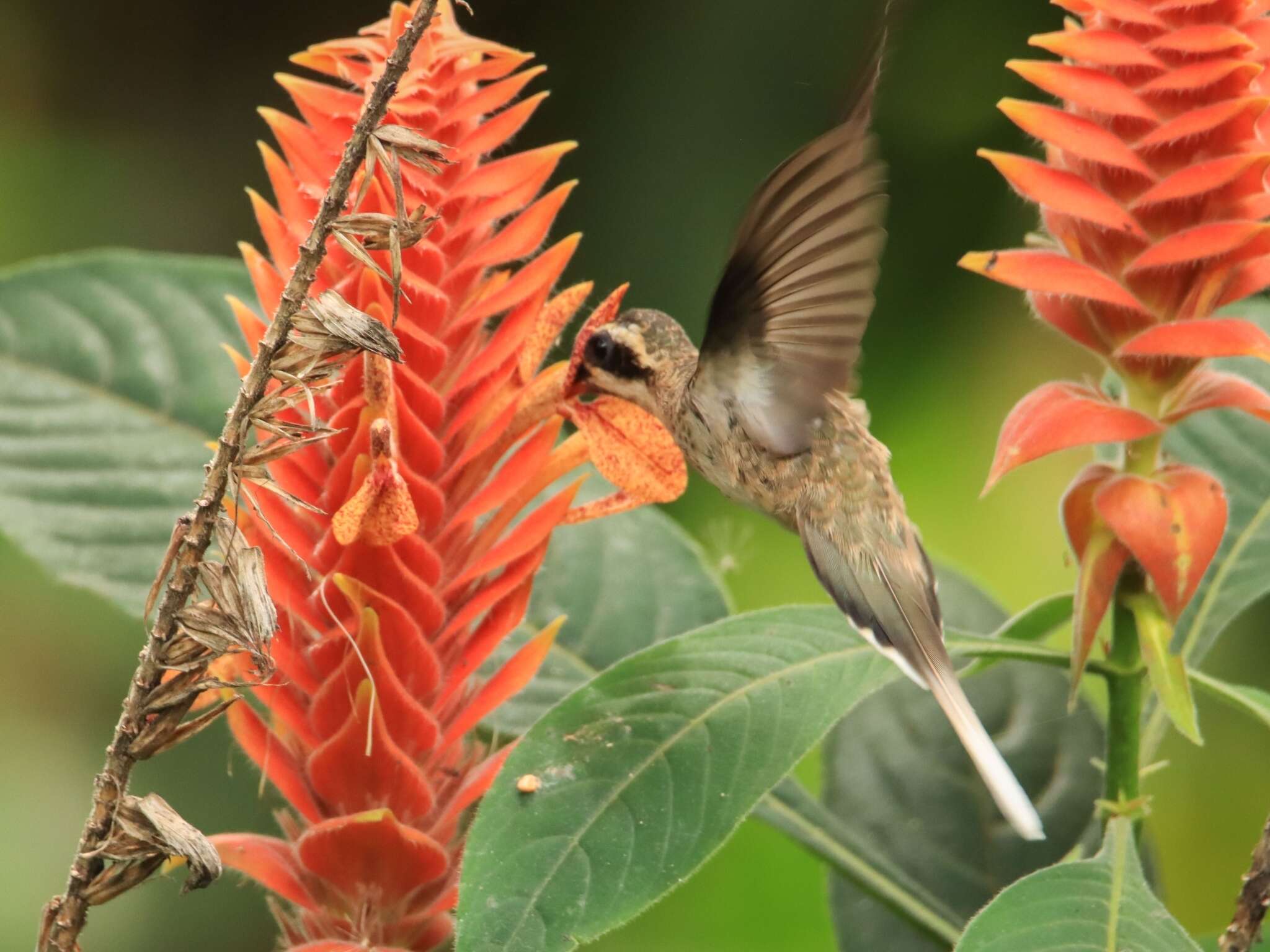 Image of Pale-bellied Hermit