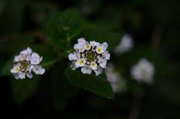 Image of velvet shrubverbena