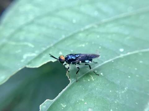 Image of Cyphomyia varipes Gerstaecker 1857