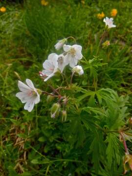 Image of Geranium rivulare Vill.