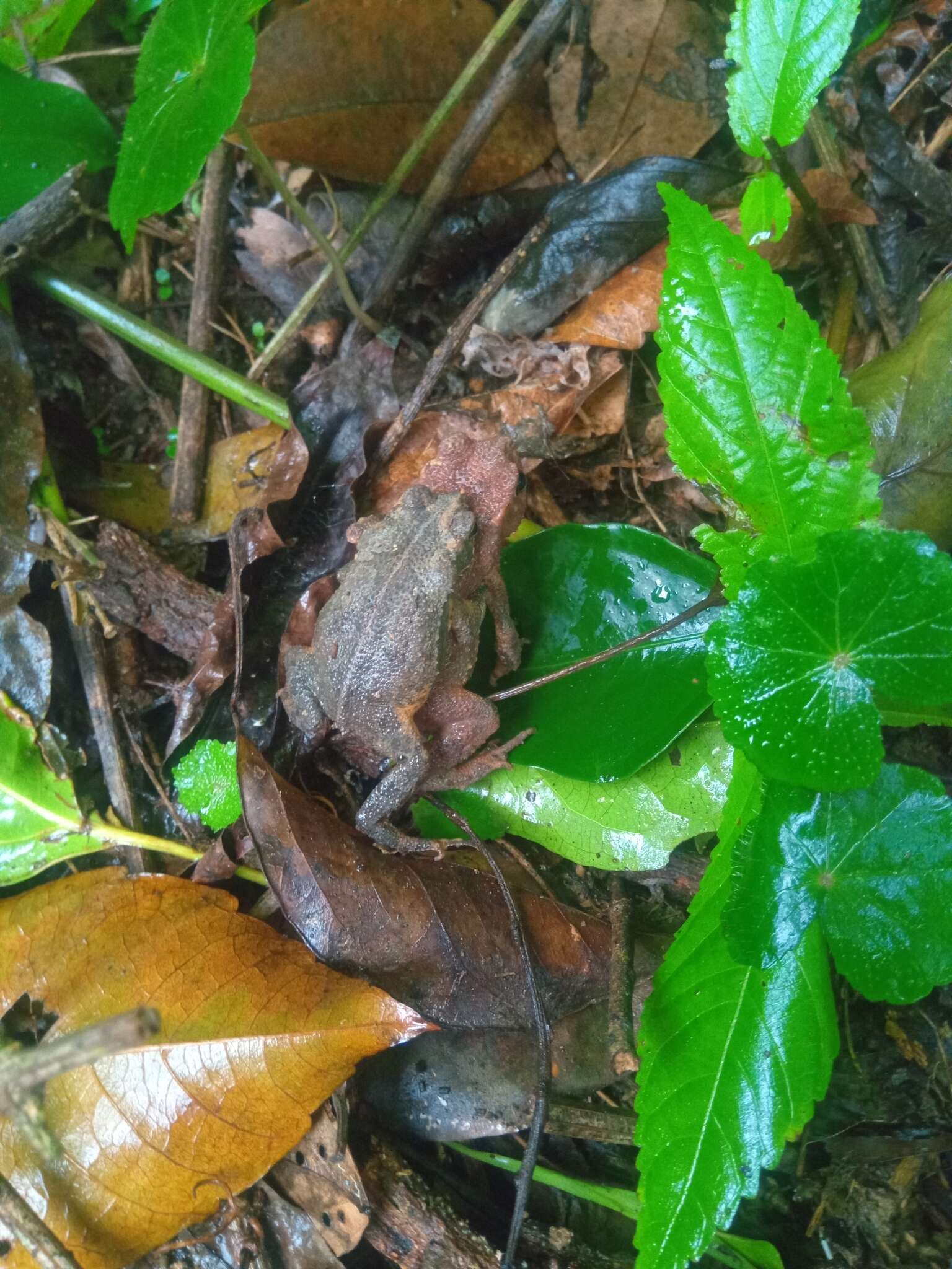 Image of Rhinella sternosignata (Günther 1858)