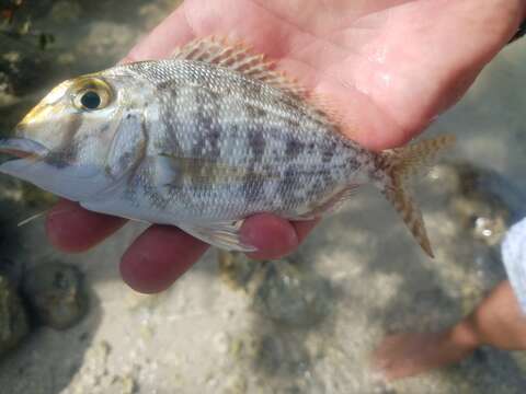 Image of Grass porgy