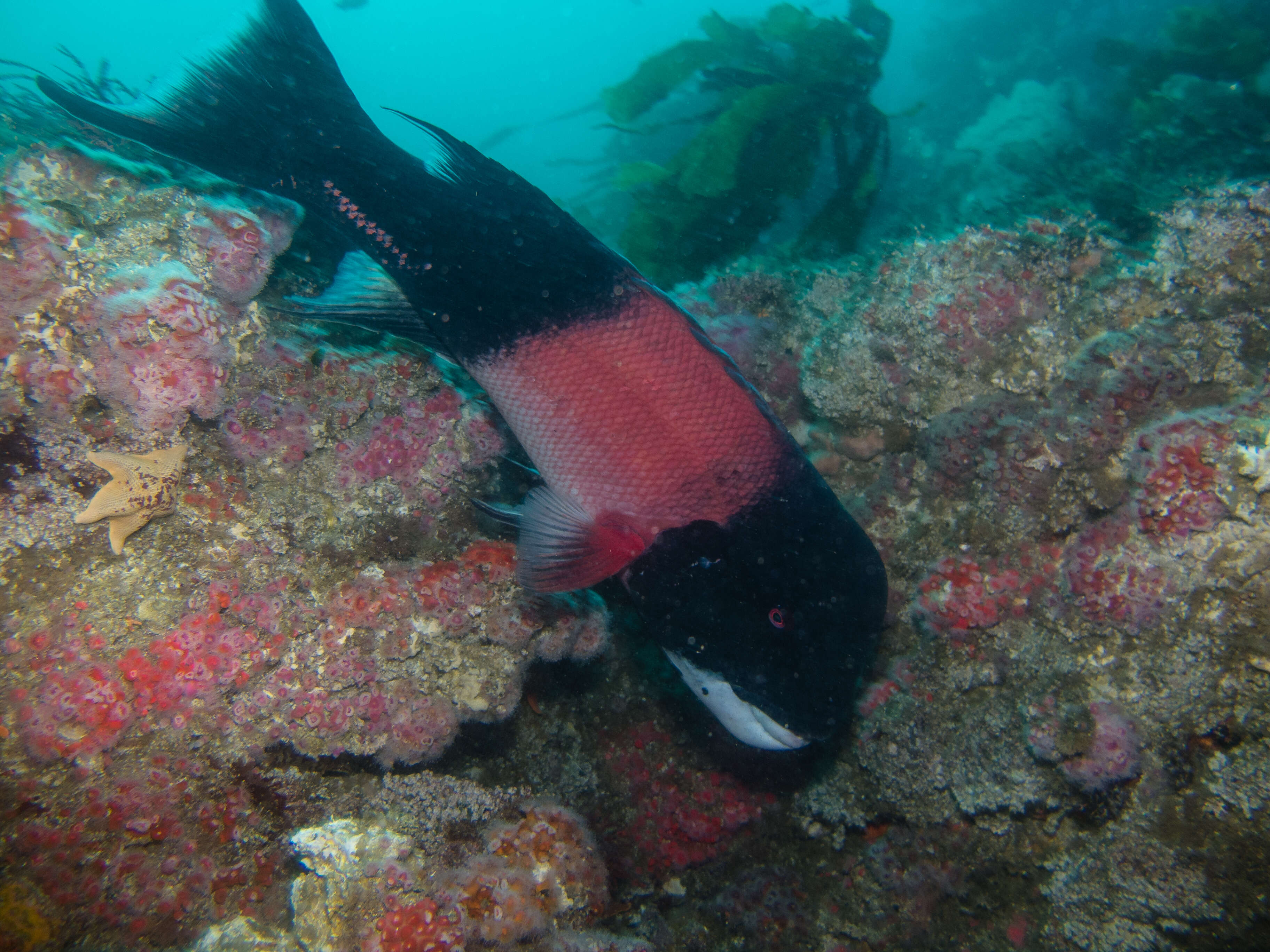 Image of sheepshead