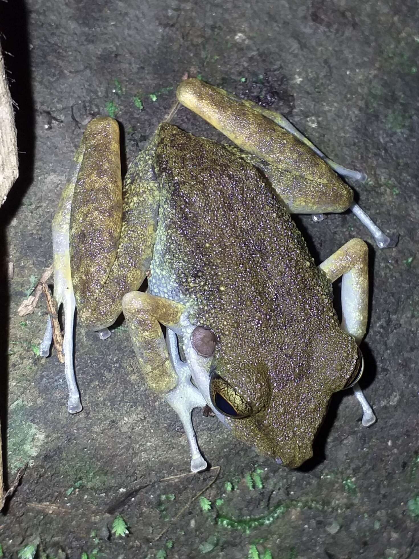 Image of Fort Randolph Robber Frog