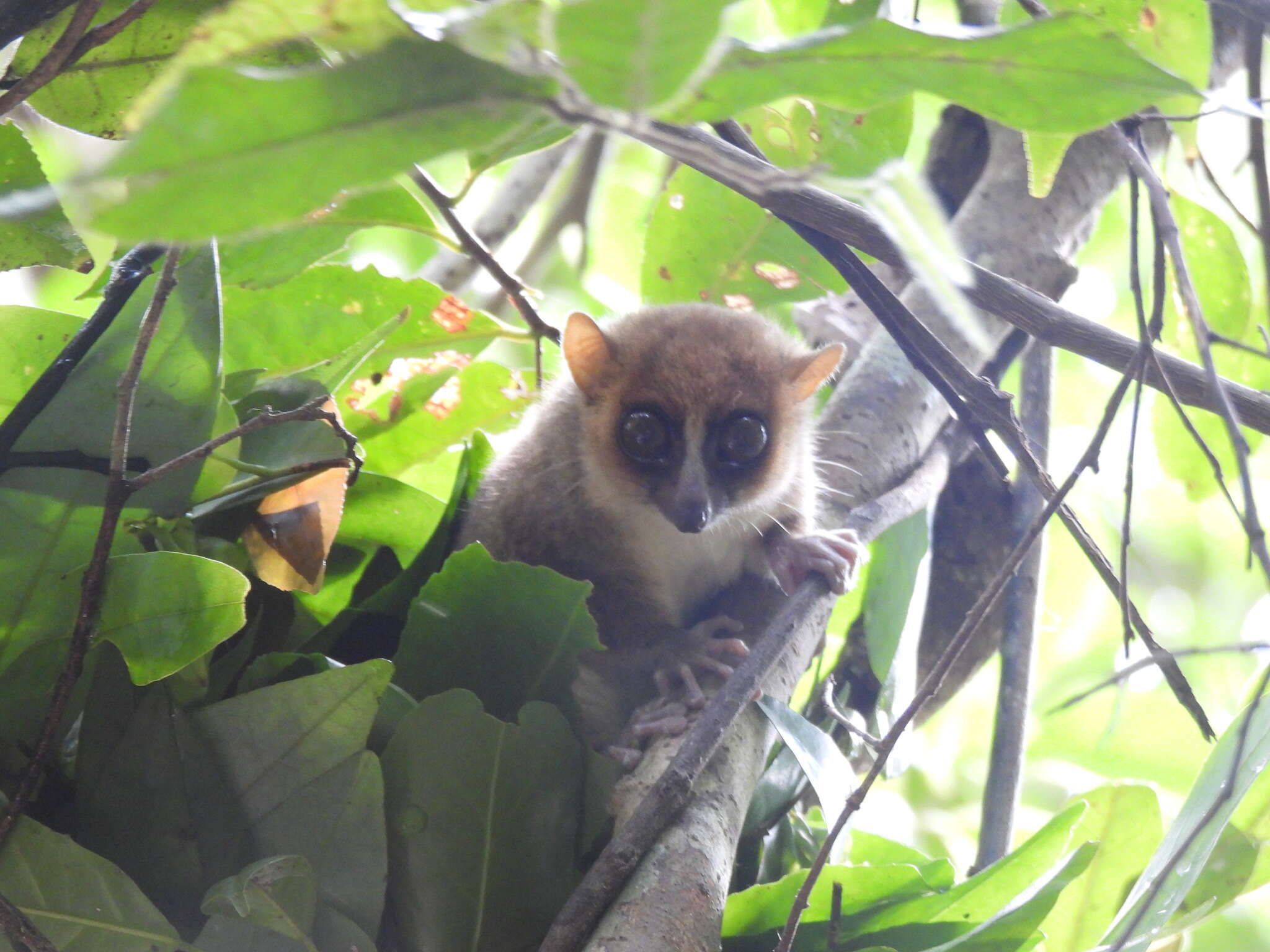 Image of Claire's Mouse Lemur