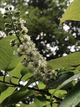 Imagem de Prunus obtusata Koehne