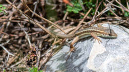 Image of Ophisops elegans ehrenbergii (Wiegmann 1835)