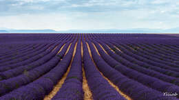 Image of English Lavendar