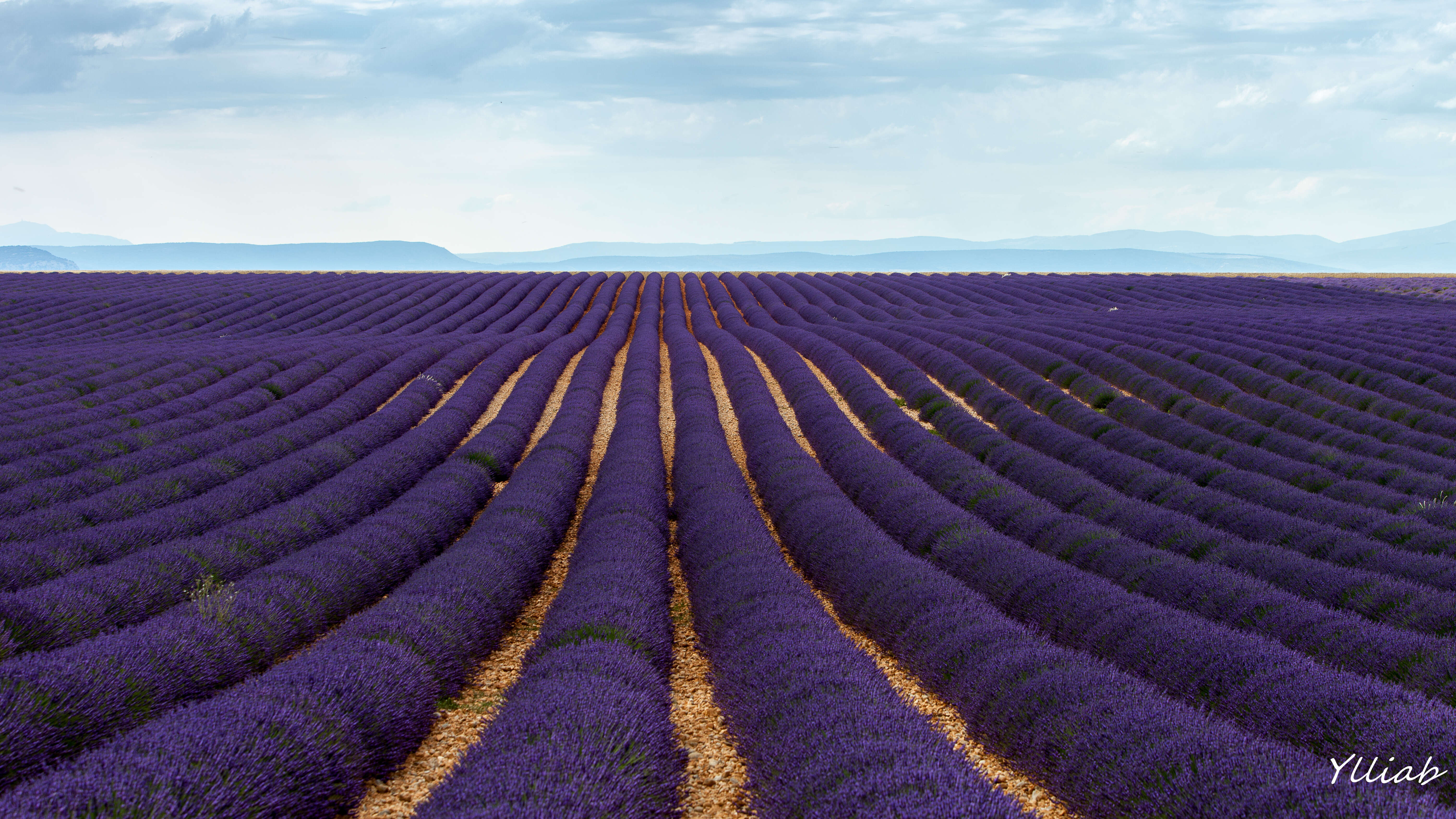 Image of English Lavendar