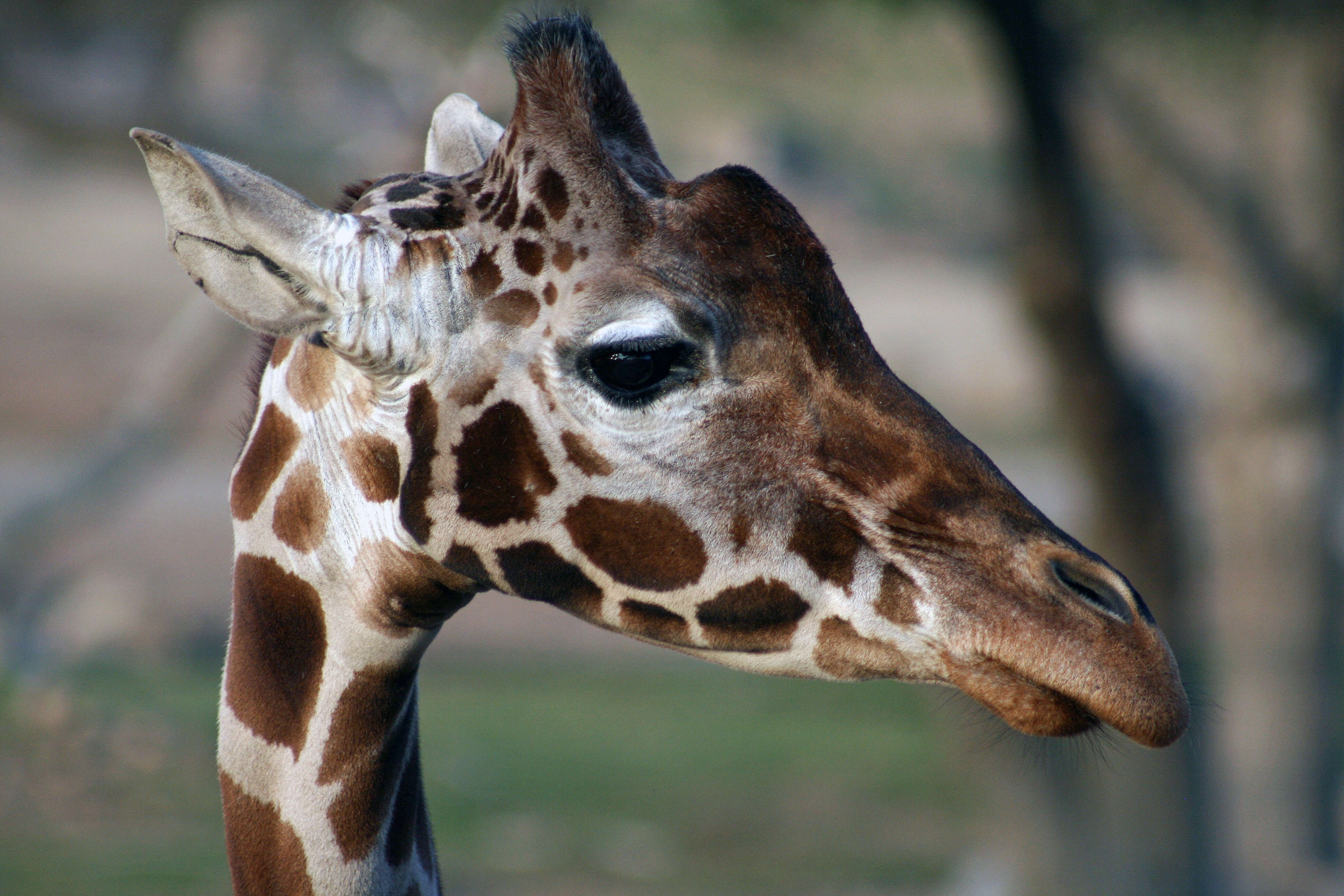 Plancia ëd Giraffa camelopardalis (Linnaeus 1758)