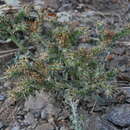 Image of Craniospermum mongolicum I. M. Johnst.