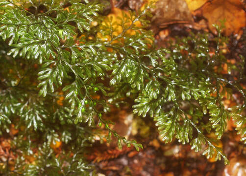 Image de Hymenophyllum villosum Col.