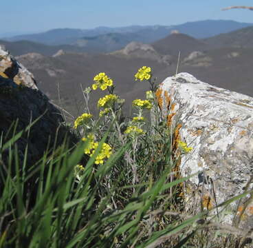 Image of Alyssum repens Baumg.