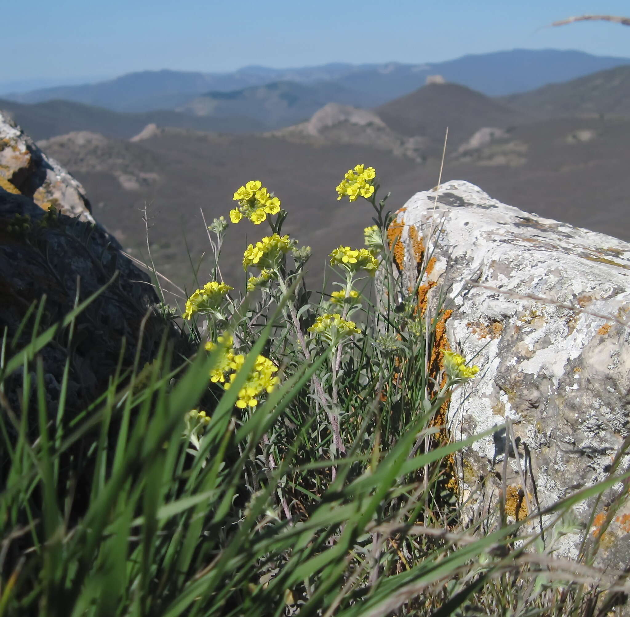 Image of Alyssum repens subsp. trichostachyum (Rupr.) Hayek