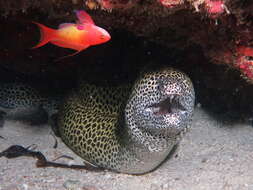 Image of Spotted moray