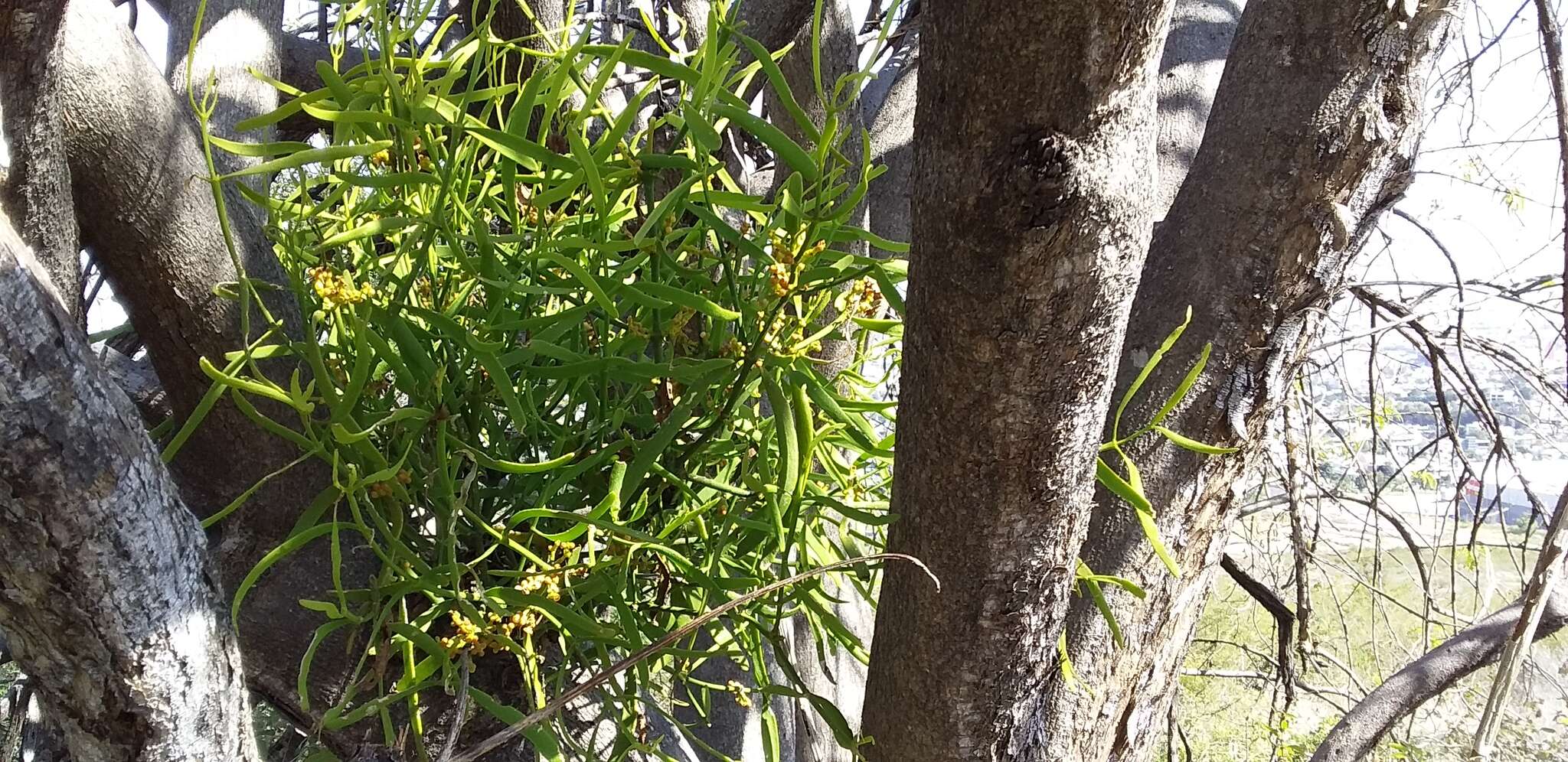 Image of Phoradendron carneum Urb.