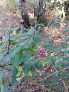 Image of Lantana hirta Graham