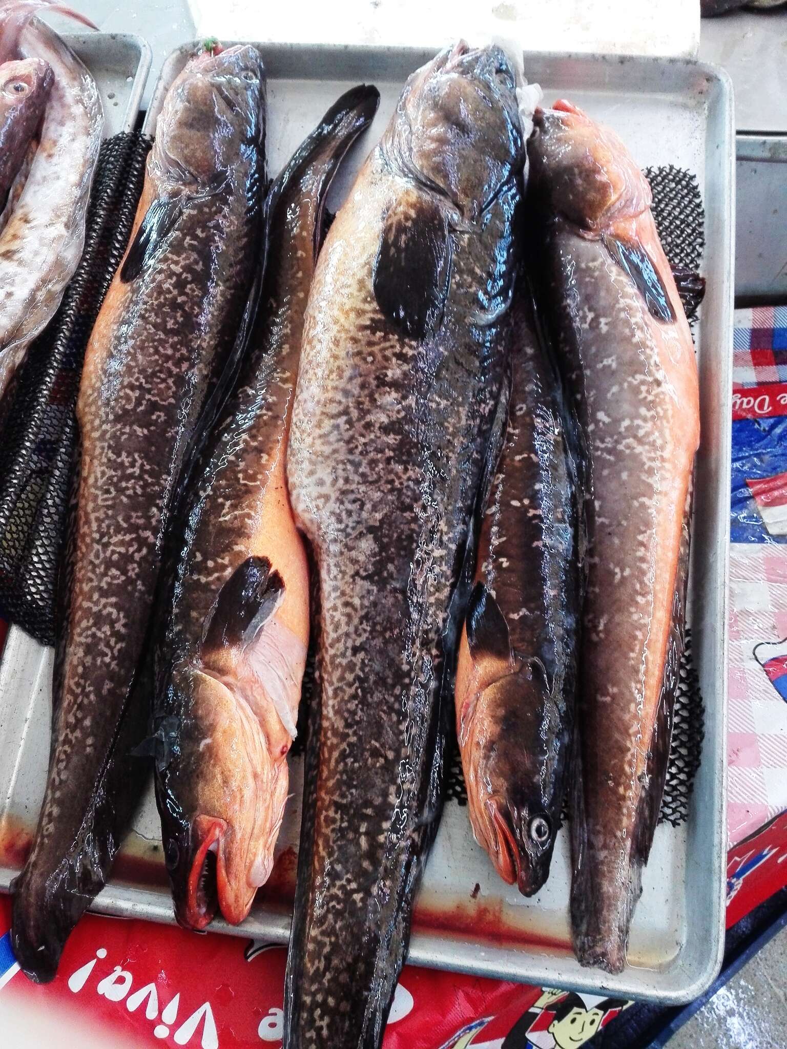 Image of Red cusk-eel