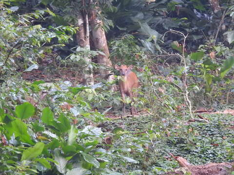 Image of Peters' Duiker