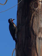 Image de Melanerpes Swainson 1832