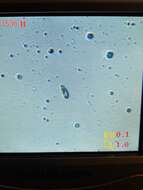 Image of Clitocybe sclerotoidea (Morse) H. E. Bigelow 1958