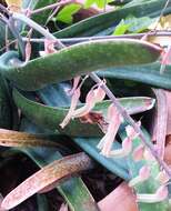 Image of Gasteria croucheri (Hook. fil.) Baker