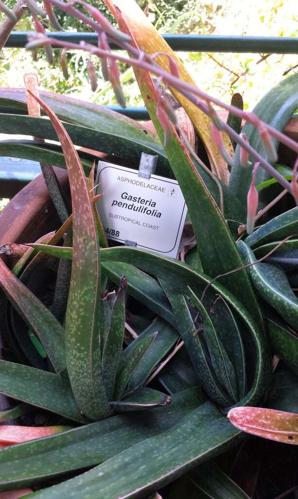 Image of Gasteria croucheri (Hook. fil.) Baker