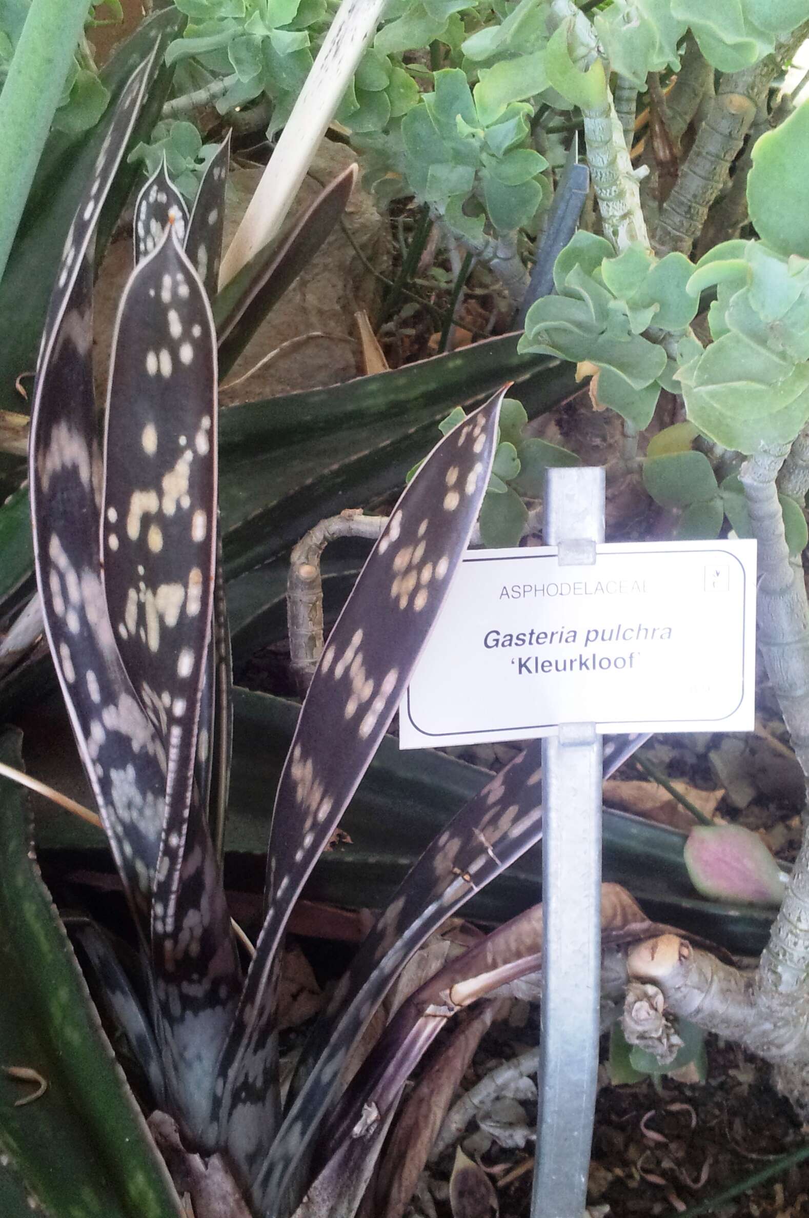 Image of Gasteria pulchra (Aiton) Haw.