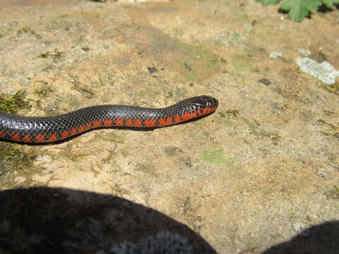 Image of Farancia abacura reinwardtii (Schlegel 1837)