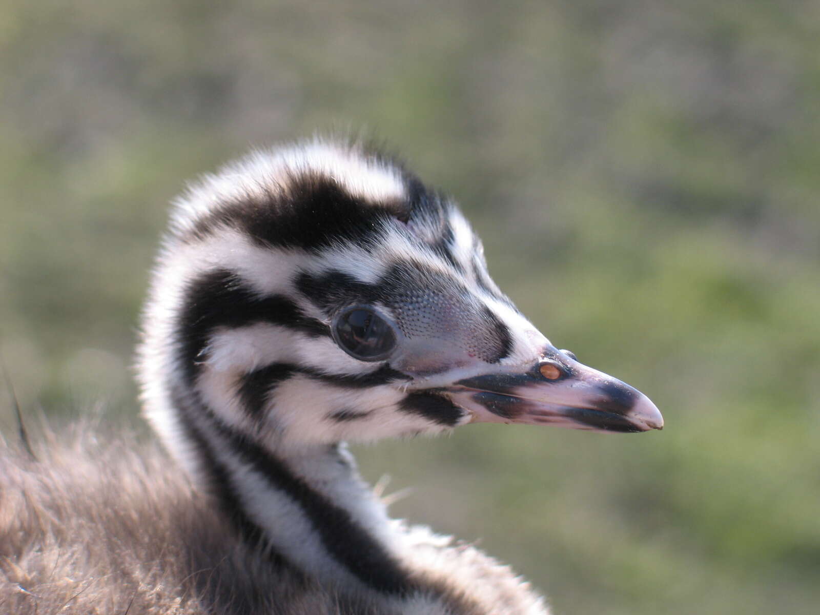 Image of Podiceps Latham 1787