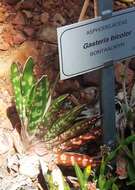 Image of Gasteria obliqua (Aiton) Duval