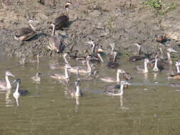 Image of Podiceps Latham 1787